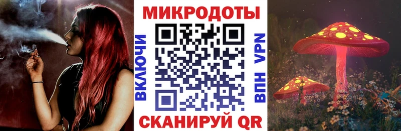 где продают   Сясьстрой  Галлюциногенные грибы Psilocybine cubensis 